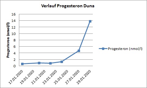 Progesteron-Verlauf bei Duna