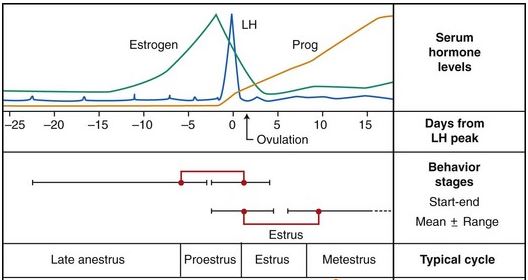 Hormone im Zyklus der Hündin - Copyright: Veteriankey.com
