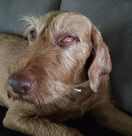 Juci Wissenschaftliches