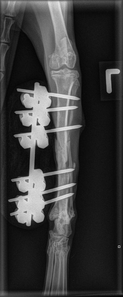 Ada Weiterer Verlauf