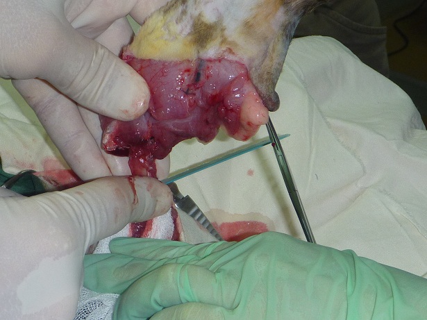 Streunerkatze Chirurgie 2