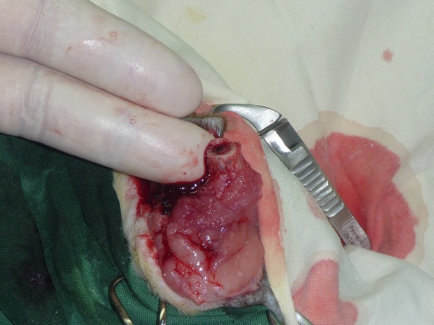 Streunerkatze Chirurgie 3