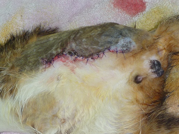 Streunerkatze Chirurgie 4