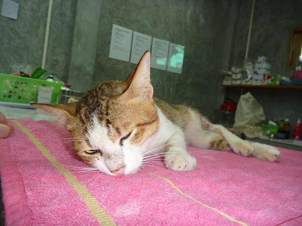 Streunerkatze Untersuchung 1