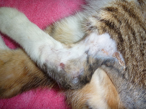 Streunerkatze Untersuchung 2