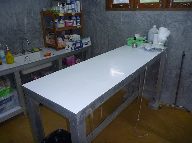 Streunerkatze Untersuchung 3