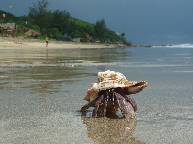 Streunerkatze Vorgeschichte 3