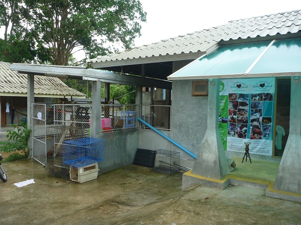 Streunerkatze Vorgeschichte 4