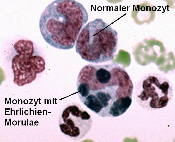 Marou Weitere Untersuchungen 2