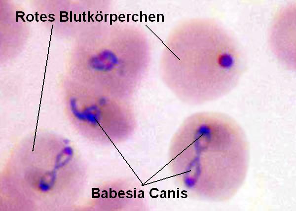 Marou Weitere Untersuchungen 3