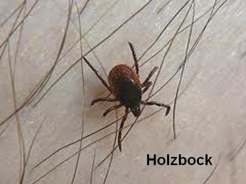 Marou Wissenschaftliches 1