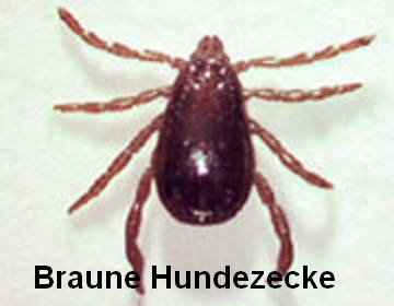 Marou Wissenschaftliches 2