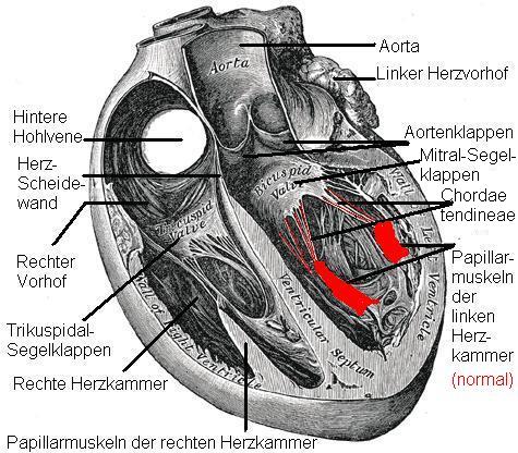 Sina Herzanatomie 2