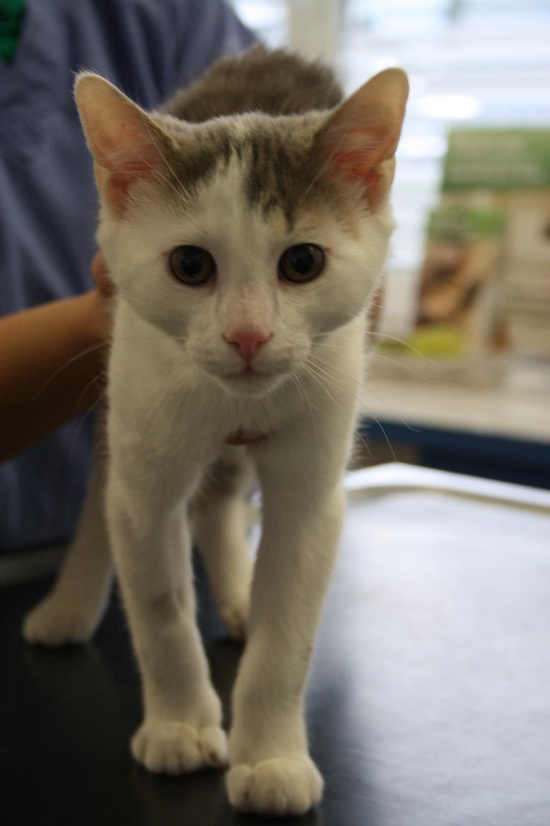 Churro Vorgeschichte