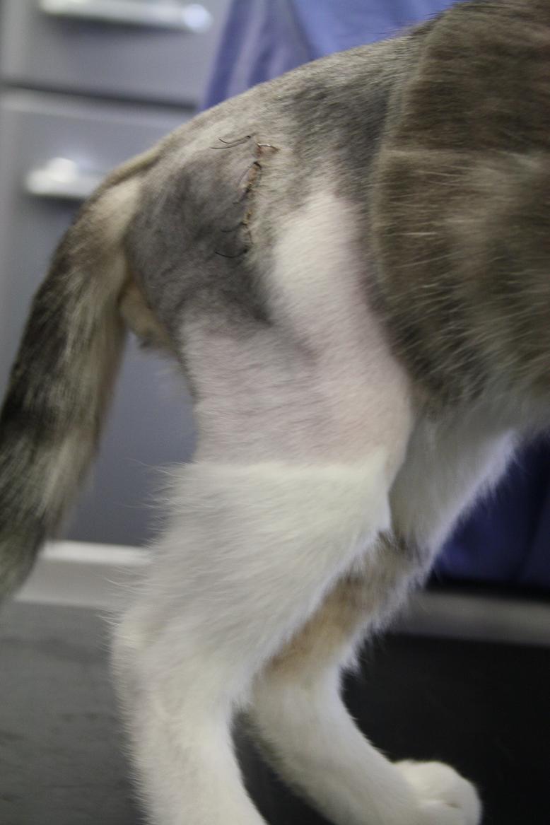 Churro Weiterer Verlauf