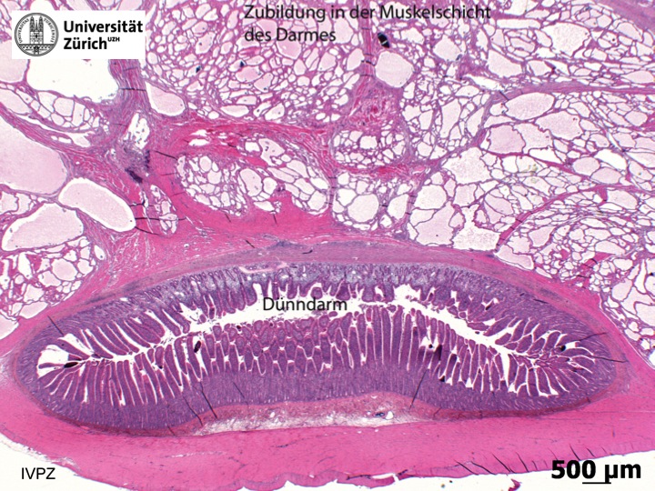 Nina Wissenschaftliches 1