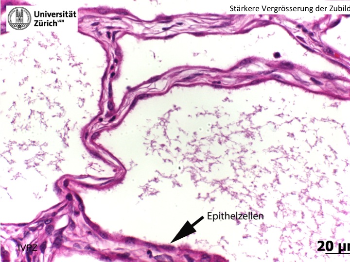 Nina Wissenschaftliches 2