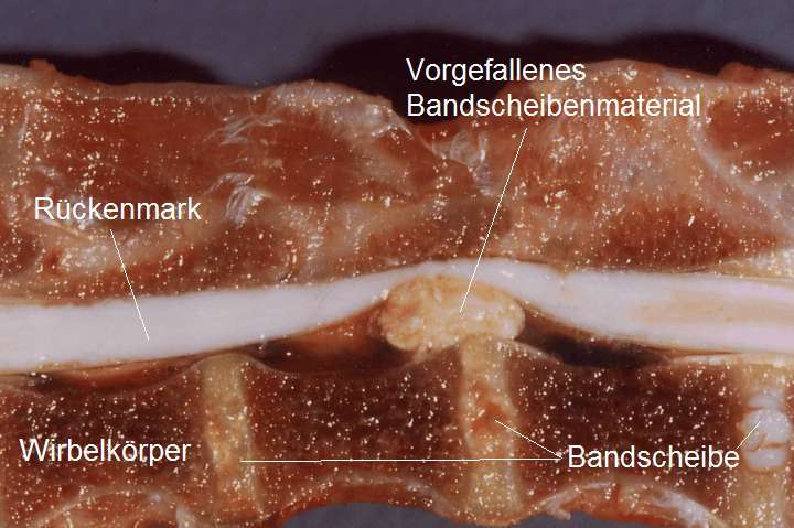 Chou Chou Wissenschaftliches