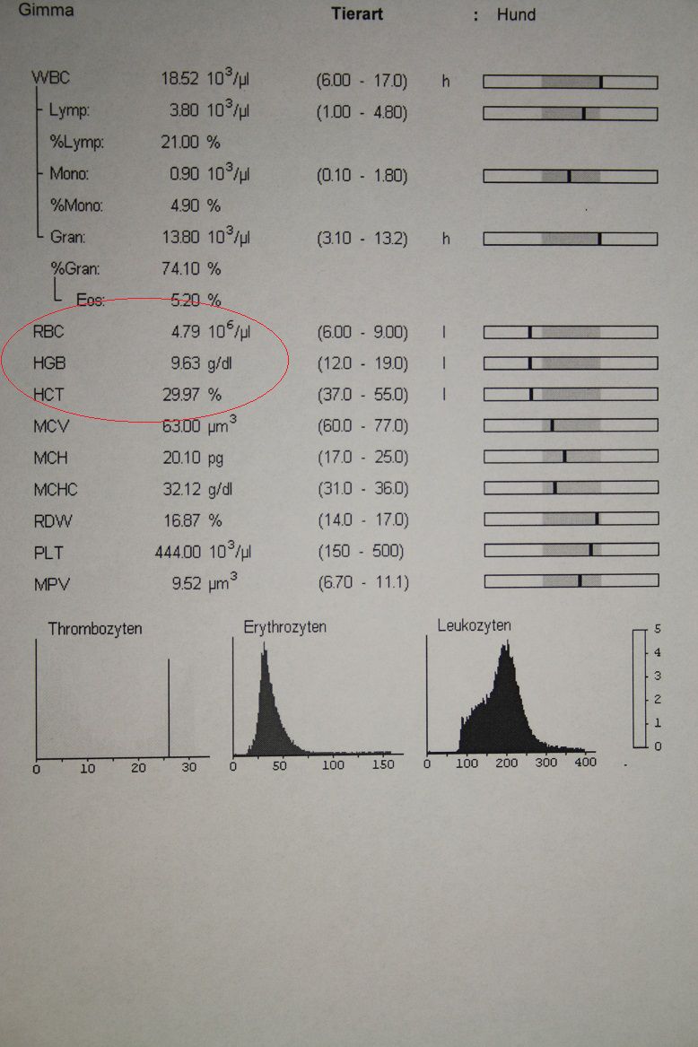 Gimma Weitere Abklärungen