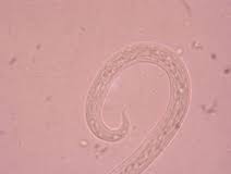 Lily Wissenschaftliches 1