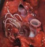 Lily Wissenschaftliches 2