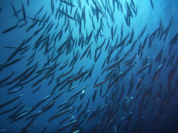 Animal Welfare of Luxor