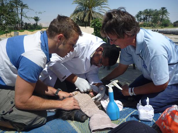 Animal Welfare of Luxor