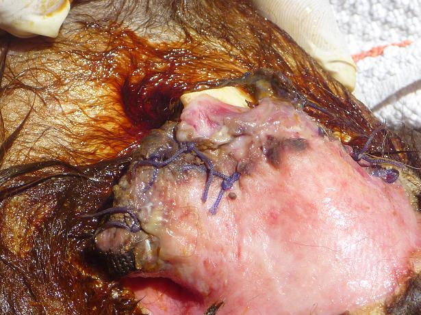 Animal Welfare of Luxor