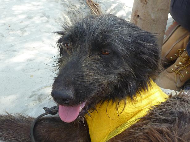 Animal Welfare of Luxor