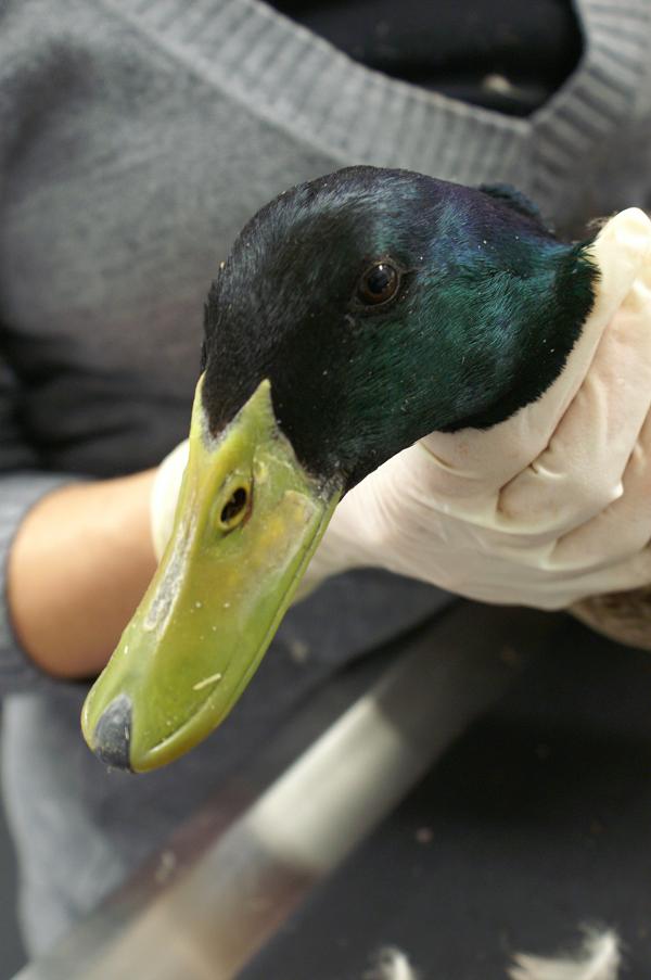 Ein ungewöhnlicher Patient