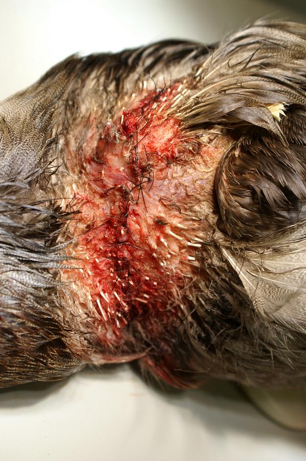 Ein ungewöhnlicher Patient