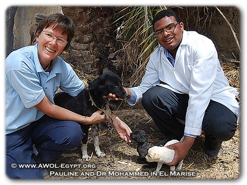 Animal Welfare of Luxor