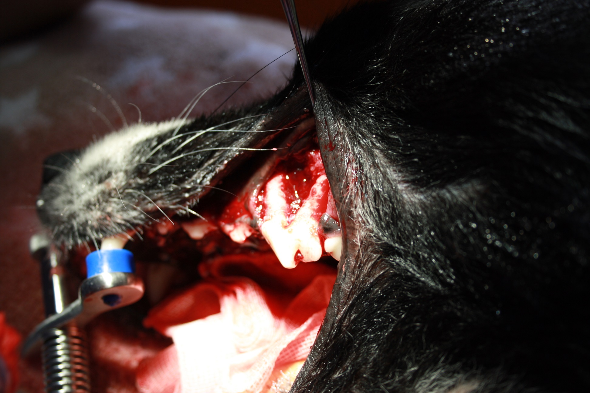 Zwei der drei Wurzeln des Zahnes sind freigelegt worden