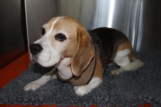 Charly Vorgeschichte