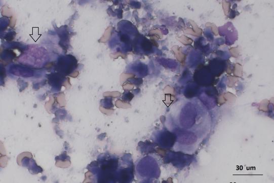 Charly Zelluntersuch 2