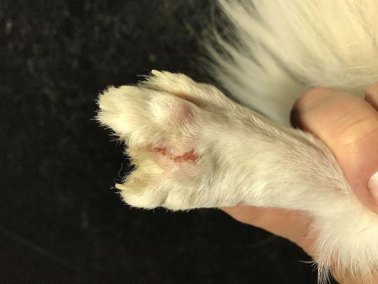 Spolk Weiterer Verlauf 3