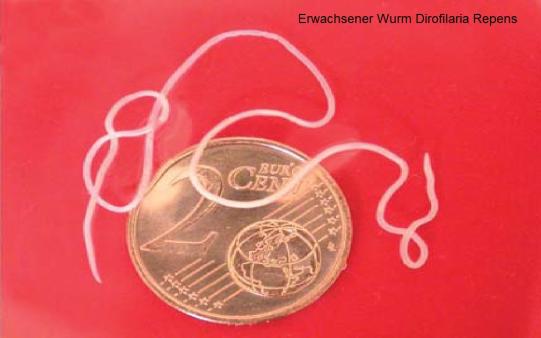 Ace Wissenschaftliches