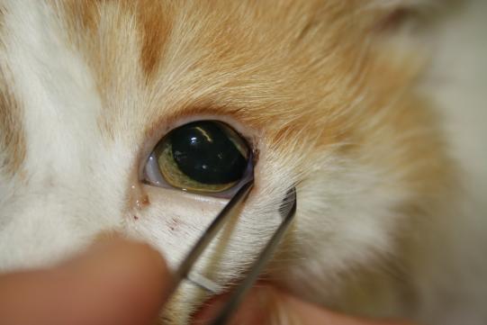 JIMI, Hauskatze, männlich-kastriert, 7 Jahre alt 