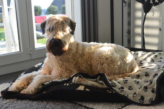 AYLEEN, Soft Coated Wheaten Terrier, weiblich-kastriert, 9 Jahre alt
