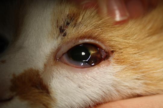 JIMI, Hauskatze, männlich-kastriert, 7 Jahre alt 