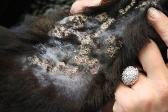 Abklärung: Äussere Untersuchung