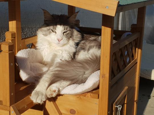 ORIARES, Maine Coon, männlich-kastriert, 2 Jahre alt