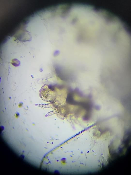 JIMI, Hauskatze, männlich-kastriert, 7 Jahre alt 