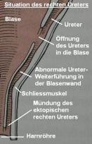 Gipsy Wissenschaftliches 2