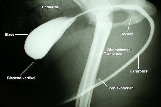 Aiko Weitere Abklärungen 1