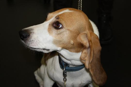 Iusha Weitere Abklärungen