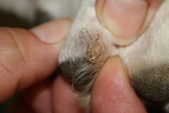 Iusha Wissenschaftiches 1