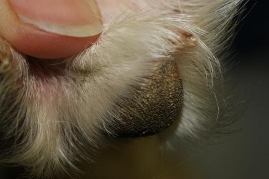 Iusha Wissenschaftiches 2