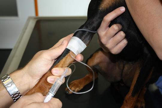 Shyrah Weiterer Verlauf 2