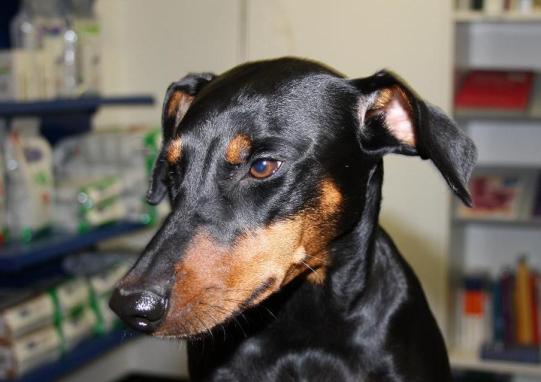 Syrah Wissenschaftiches